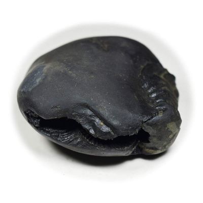 55Carat Original Hrishikesh Shaligram Shila Origin From Gandaki River Nepal Idol Lord Vishnu For Worship