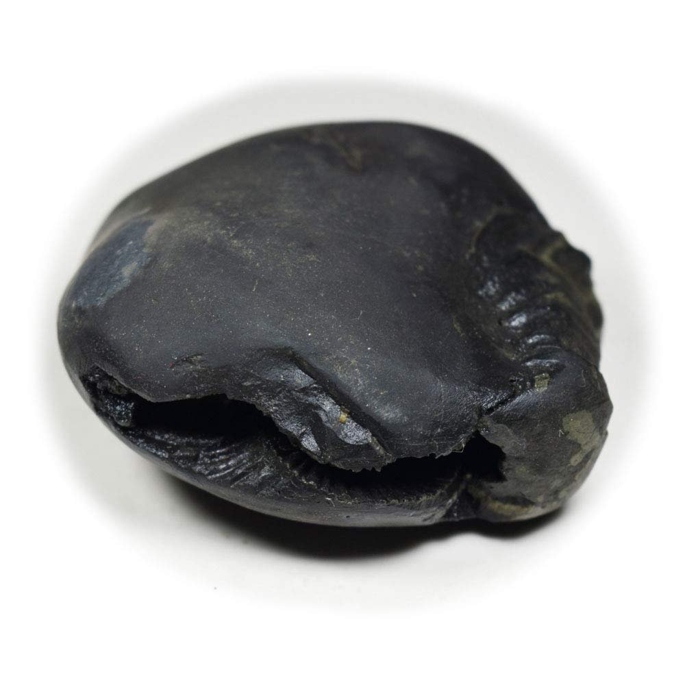 55Carat Original Hrishikesh Shaligram Shila Origin From Gandaki River Nepal Idol Lord Vishnu For Worship