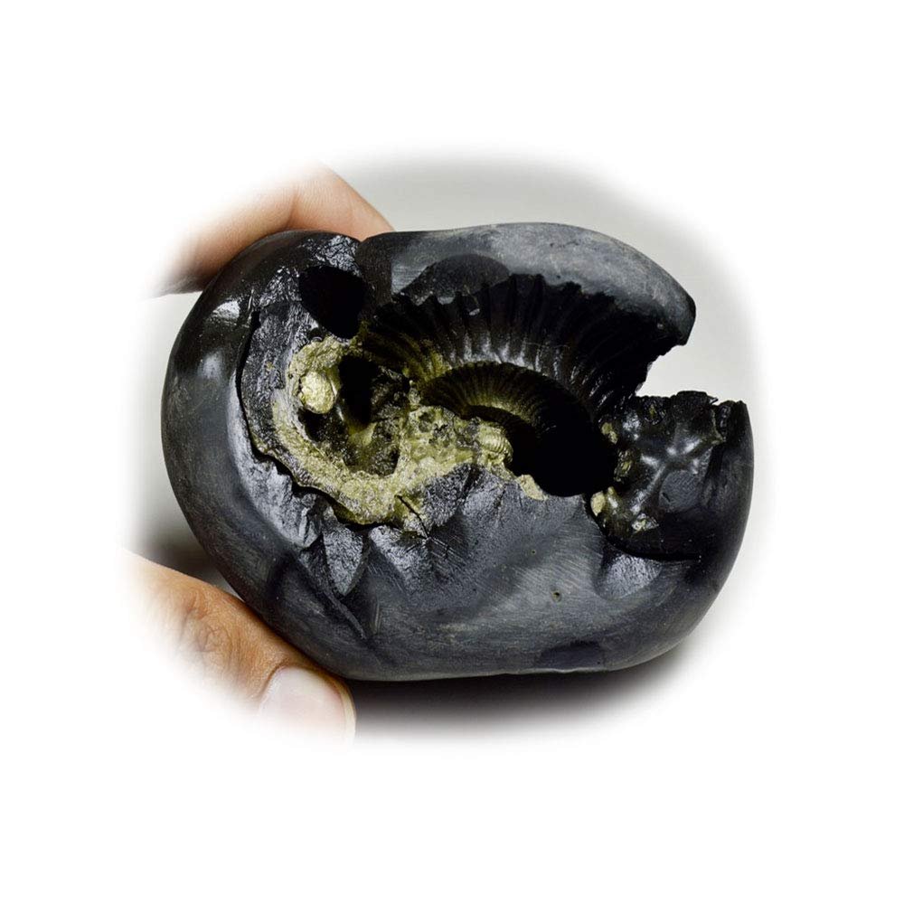 55Carat Original Hayagriva Shaligram Origin Gandaki River Nepal For Lord Vishnu,Fossil Stone For Worship