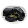 55Carat Original Hayagriva Shaligram Origin Gandaki River Nepal For Lord Vishnu,Fossil Stone For Worship view 4