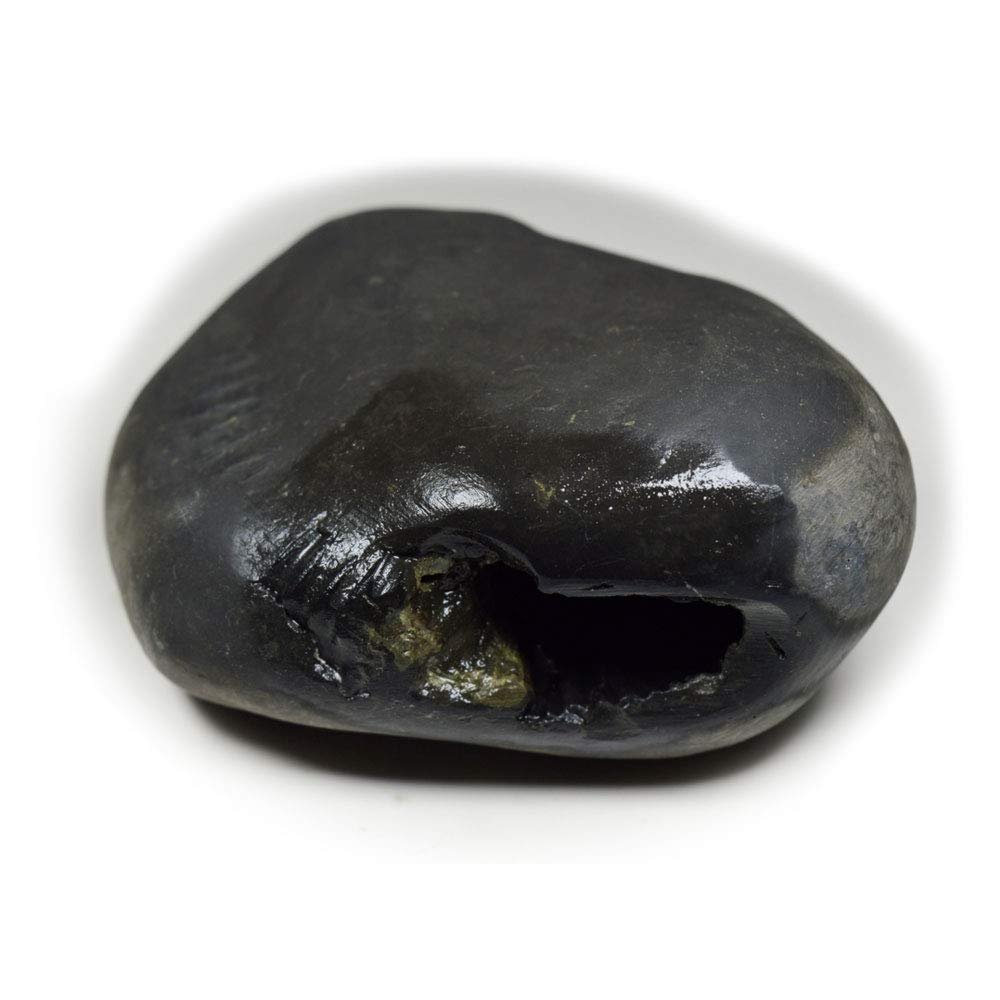 55Carat Original Hayagriva Shaligram Lord Vishnu Shila Origin From Gandaki River Nepal For Fossil Stone