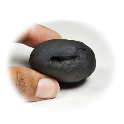 55Carat Original Vamana Shaligram Origin From Gandaki River Nepal Idol Lord Vishnu Worship Fossil Stone