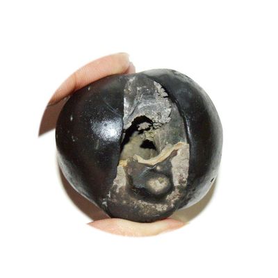 55Carat Original Hayagriva Shaligram Origin Gandaki River Nepal Lord Vishnu Shila A+ Qulaity Fossil Stone