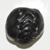 55Carat Original Hayagriva Shaligram Origin Gandaki River Nepal Lord Vishnu Shila A+ Qulaity Fossil Stone view 4