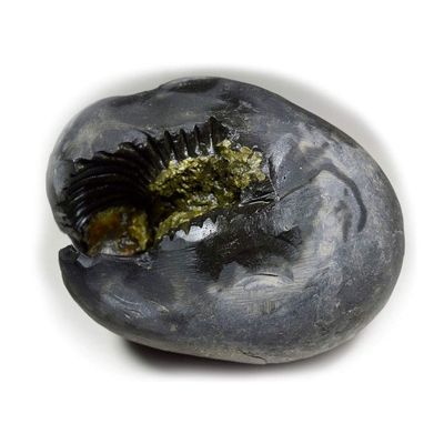 55Carat Vibhishina Maha Jwala Ati Ugra Narsimha Shaligram From Gandaki River For Lord Vishnu A+ Qulaity