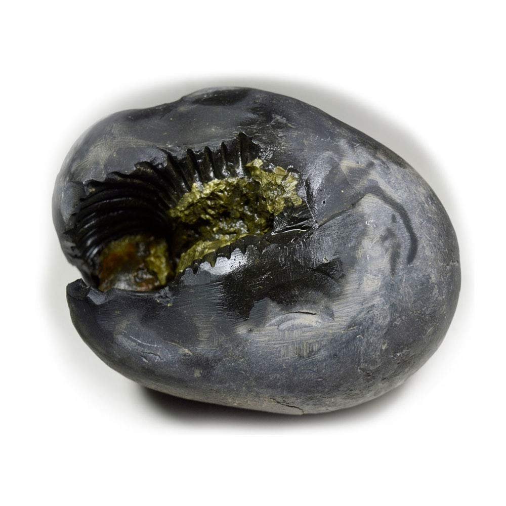 55Carat Vibhishina Maha Jwala Ati Ugra Narsimha Shaligram From Gandaki River For Lord Vishnu A+ Qulaity