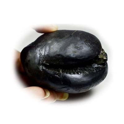 55Carat Original Narayan Shaligram From Gandaki River in Nepal Idol For Lord Vishnu Black Fossil Stone