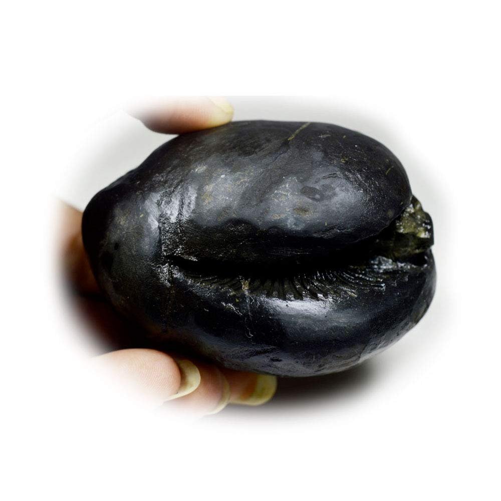 55Carat Original Narayan Shaligram From Gandaki River in Nepal Idol For Lord Vishnu Black Fossil Stone