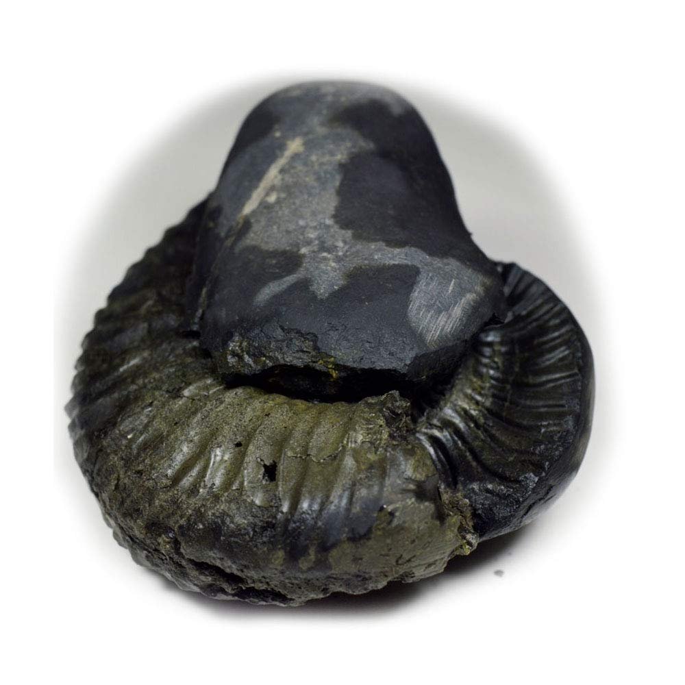 55Carat Original Kurma Shaligram From Gandaki River in Nepal Idol Lord Vishnu,Fossil Stone For Worship