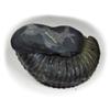 55Carat Original Kurma Shaligram From Gandaki River in Nepal Idol Lord Vishnu,Fossil Stone For Worship view 2
