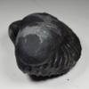 55Carat Original Kurma Shaligram From Gandaki River in Nepal Idol Lord Vishnu,Fossil Stone For Worship view 4