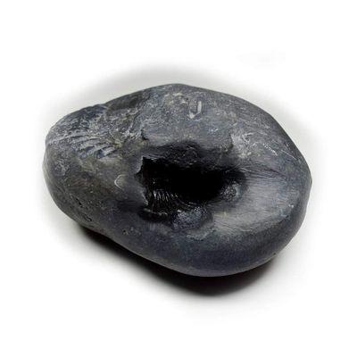 55Carat Original Damodar Shaligram Origin From Gandaki River Nepal Lord Vishnu Shila A+ Qulaity Stone