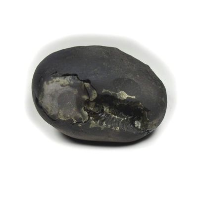 55Carat Original Laxmi Narayan Shaligram From Gandaki River Nepal Lord Vishnu Shila A++ Qulaity Stone