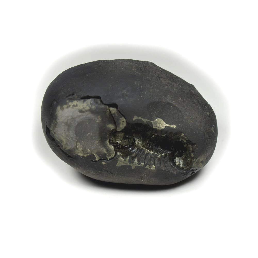 55Carat Original Laxmi Narayan Shaligram From Gandaki River Nepal Lord Vishnu Shila A++ Qulaity Stone