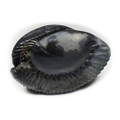 55Carat Original Aditya Shaligram From Gandaki River in Nepal Idol Lord Vishnu Worship Black Fossil Stone