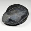 55Carat Original Aditya Shaligram From Gandaki River in Nepal Idol Lord Vishnu Worship Black Fossil Stone view 4