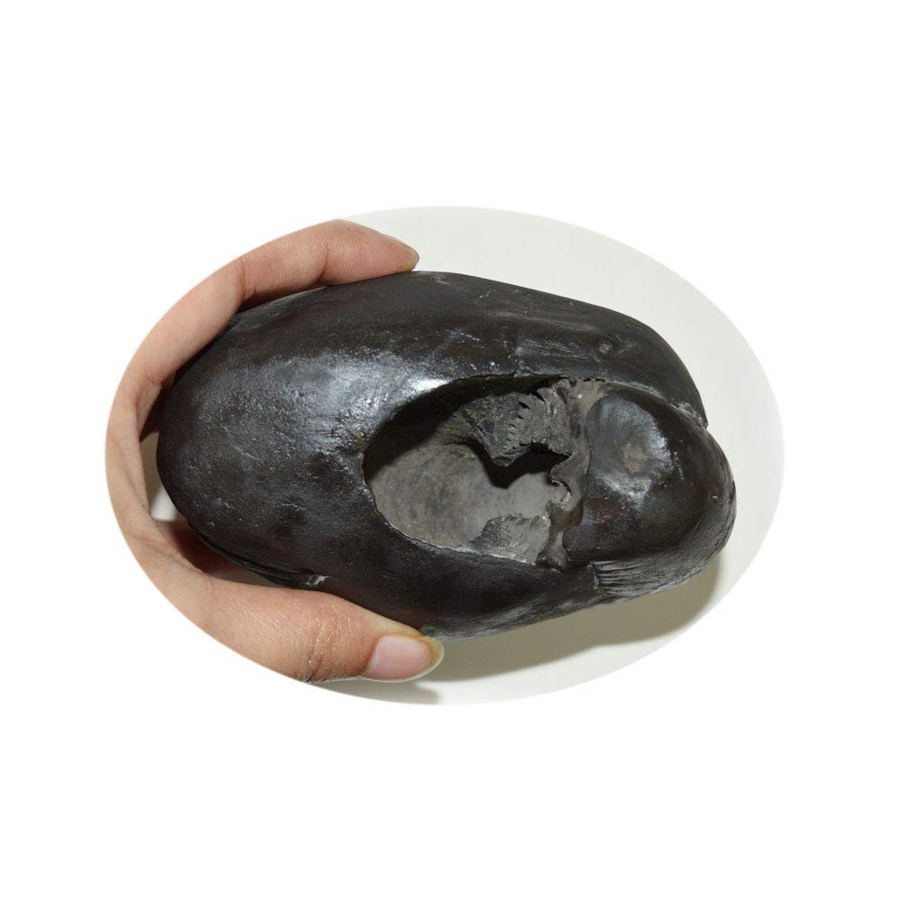 55Carat Original Laxmi narayan Shaligram Origin From Gandaki River Nepal Idol For Lord Vishnu Worship