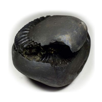 55Carat Original Chakradhari Vishnu Shaligram Shila From Nepal Gandaki River For Lord Vishnu,Fossil Stone