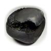 55Carat Original Chakradhari Vishnu Shaligram Shila From Nepal Gandaki River For Lord Vishnu,Fossil Stone view 1
