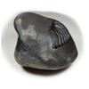 55Carat Original Chakradhari Vishnu Shaligram Shila From Nepal Gandaki River For Lord Vishnu,Fossil Stone view 3