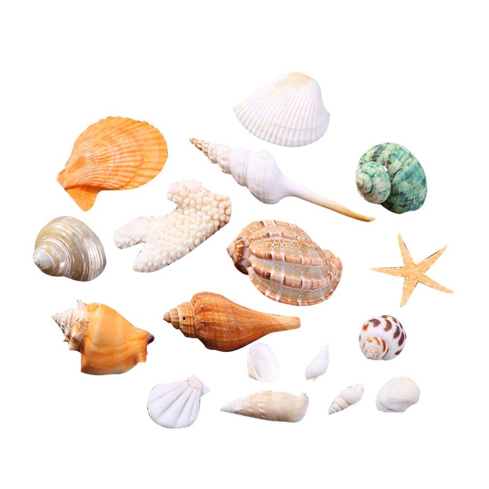 Exceart DIY Beach Shells Natural Shell Decorations Decor Charms for Home Art Craft