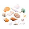 Exceart DIY Beach Shells Natural Shell Decorations Decor Charms for Home Art Craft view 1
