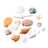 Exceart DIY Beach Shells Natural Shell Decorations Decor Charms for Home Art Craft view 2
