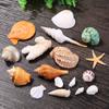 Exceart DIY Beach Shells Natural Shell Decorations Decor Charms for Home Art Craft view 4