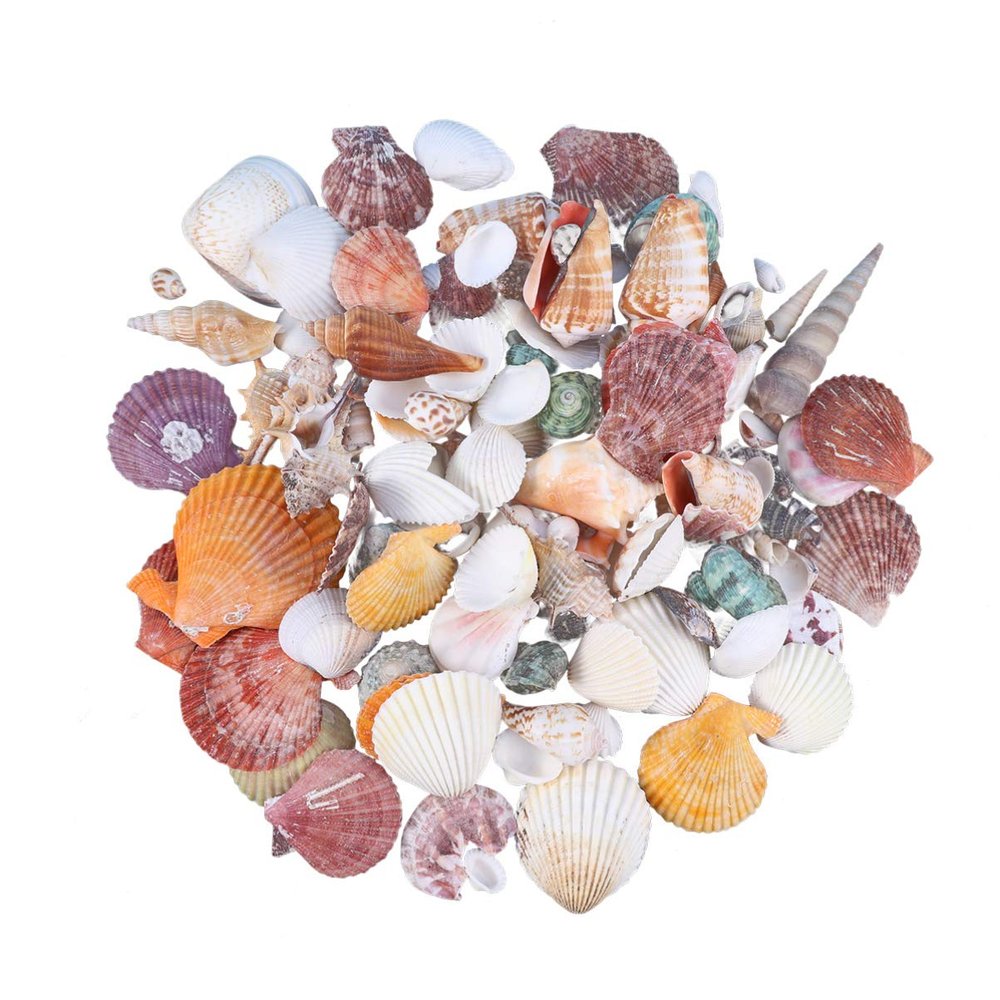 EXCEART 130pcs Mixed Beach Seashells for Candle Making Crafts Home Decor Fish Tank Fillers Natural Nonporous Sea Shells for Wedding and Beach Theme Parties