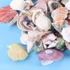 EXCEART 130pcs Mixed Beach Seashells for Candle Making Crafts Home Decor Fish Tank Fillers Natural Nonporous Sea Shells for Wedding and Beach Theme Parties view 4