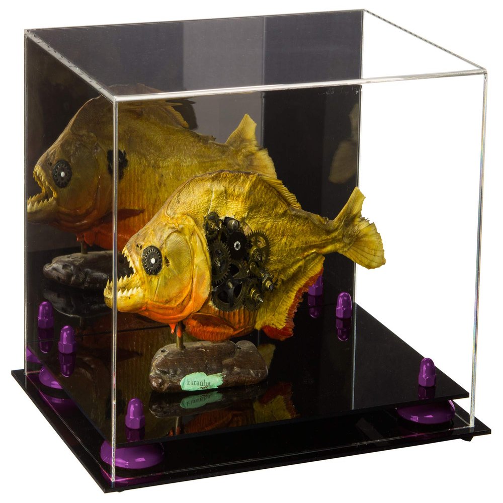 Better Display Cases Versatile Acrylic Display Case - Medium Rectangle Box with Mirror and Purple Risers 12" x 8.25" x 8" (A004-PR)