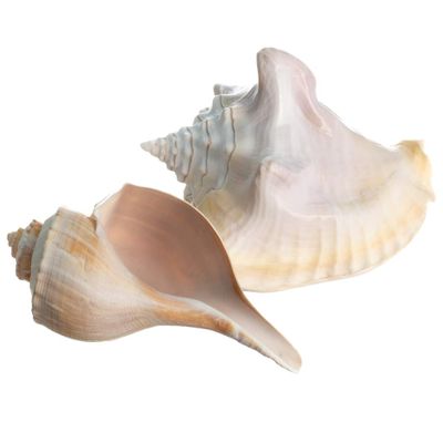 Conch Shell Decor - Seashell Decor - 4-5.5" Large Milk Conch and Whelk Sea Shell - Shells for Decoration - Large Seashells for Crafts - Magic Conch Shell Room Dcor