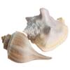 Conch Shell Decor - Seashell Decor - 4-5.5" Large Milk Conch and Whelk Sea Shell - Shells for Decoration - Large Seashells for Crafts - Magic Conch Shell Room Dcor view 2