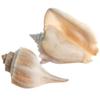 Conch Shell Decor - Seashell Decor - 4-5.5" Large Milk Conch and Whelk Sea Shell - Shells for Decoration - Large Seashells for Crafts - Magic Conch Shell Room Dcor view 3