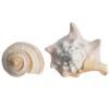 Conch Shell Decor - Seashell Decor - 4-5.5" Large Milk Conch and Whelk Sea Shell - Shells for Decoration - Large Seashells for Crafts - Magic Conch Shell Room Dcor view 4