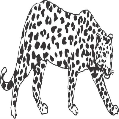 10" x 20" Big Cat Animal Decor Design | Cheetah Cougar Panther Jaguar Leopard Vinyl Wall Art Decoration | DIY Stick and Peel Animal Bedroom Living Room Adhesive Decal Sticker