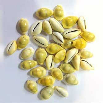 SATISFACTORY Nation Yellow Kauri Laxmi Vishnu Pooja Purpose Peeli Kawri Kaudi 11 Piece