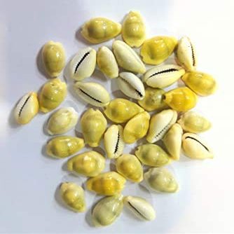 SATISFACTORY Nation Yellow Kauri Laxmi Vishnu Pooja Purpose Peeli Kawri Kaudi 11 Piece