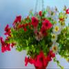 19.7" Silk Hanging Flower Lifelike Cone Basket Artificial Flowers Daisy (Pink and White) view 3