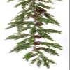 Melrose Pine and Cone Garland (Set of 2) 6'L Plastic view 2