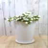 29093 Flower Base Candle Holder, 6 Size, Round, H 11.0 x Diameter 7.3 inches (28 x 18.5 cm), White (with Saucer) view 3