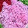 Queenbox 1.4oz/40g Artificial Moss for Indoor, Resin Fake Plants Greenery Wall Lawns Turf Carpets for Floral Panel, Home, Craft Decor, T09 view 4
