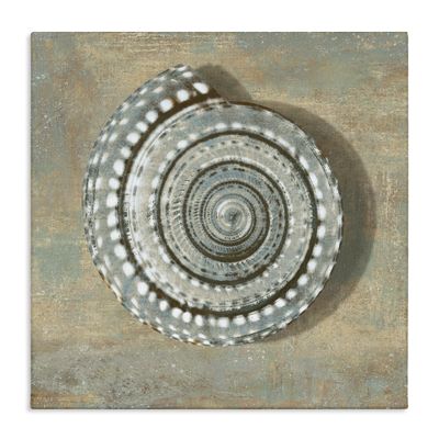 Stupell Industries Spiral Shell Beach Objects Design, Designed by Christy McKee Wall Art, 36x36, Canvas