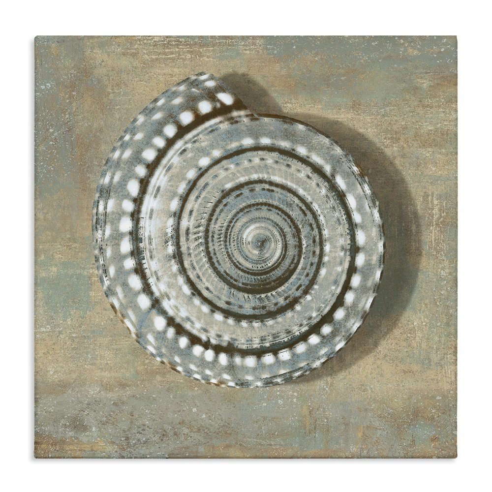 Stupell Industries Spiral Shell Beach Objects Design, Designed by Christy McKee Wall Art, 36x36, Canvas