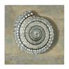 Stupell Industries Spiral Shell Beach Objects Design, Designed by Christy McKee Wall Art, 36x36, Canvas view 1