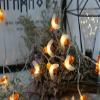 Merdeco Honeybee Fairy String Lights, Plug in String Lights 16ft 50 LED Warm White Lights for Party/Birthday/Wedding/Christmas Indoor Outdoor Decoration view 4