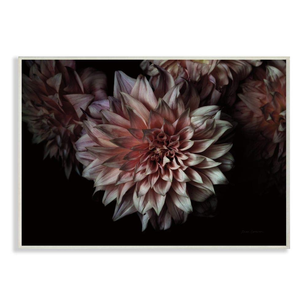 Stupell Industries Aged Flower Curved Petals Pink Black Photograph