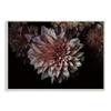 Stupell Industries Aged Flower Curved Petals Pink Black Photograph view 1