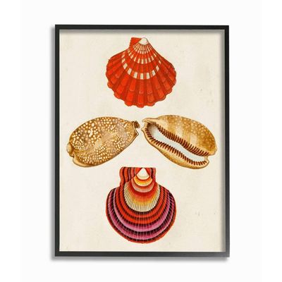 Antique Brown Speckled Red Striped Sea Shell Art
