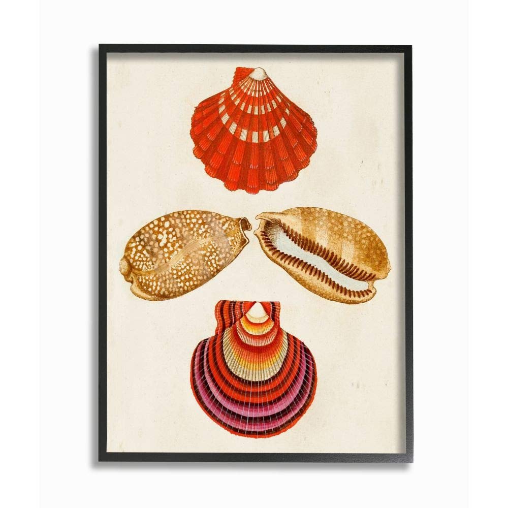 Antique Brown Speckled Red Striped Sea Shell Art